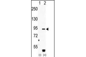 MARK4 Antikörper  (C-Term)