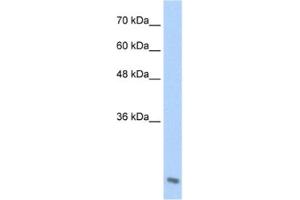 Western Blotting (WB) image for anti-Amino-terminal Enhancer of Split (AES) antibody (ABIN2461366) (AES Antikörper)