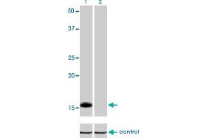 Western blot analysis of ID1 over-expressed 293 cell line, cotransfected with ID1 Validated Chimera RNAi (Lane 2) or non-transfected control (Lane 1). (ID1 Antikörper  (AA 1-155))