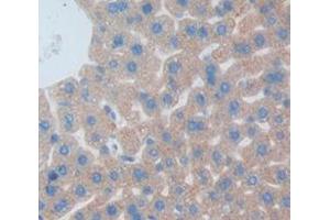 IHC-P analysis of Mouse Tissue, with DAB staining. (Growth Hormone 1 Antikörper  (AA 28-216))