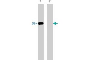Western blot analysis of human Jurkat cells treated with pervanadate (1 mM) for 30 min (lanes 1 & 2). (SHP1 Antikörper  (pSer591))