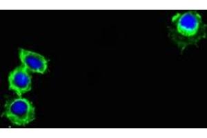 Immunofluorescent analysis of Hela cells using ABIN7164505 at dilution of 1:100 and Alexa Fluor 488-congugated AffiniPure Goat Anti-Rabbit IgG(H+L) (GPR82 Antikörper  (AA 273-336))