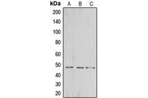Western blot analysis of CNPase expression in HeLa (A), mouse brain (B), rat brain (C) whole cell lysates.