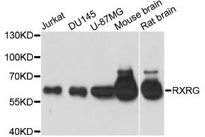 Western blot analysis of extracts of various cell lines, using RXRG antibody (ABIN6290901) at 1:1000 dilution.