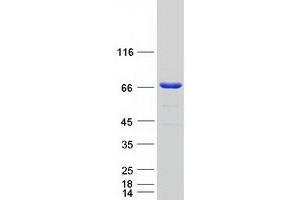 Western Blotting (WB) image for Arginyl Aminopeptidase (Aminopeptidase B) (RNPEP) protein (Myc-DYKDDDDK Tag) (ABIN2731055)