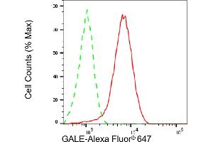 Flow cytometric analysis of GALE expression in HepG2 cells using GALE antibody (ABIN7800765), 1:2,000). (GALE Antikörper)