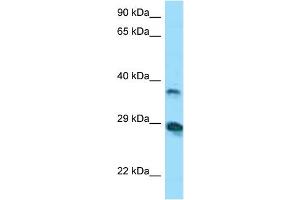 Host:  Rabbit  Target Name:  VSIG4  Sample Tissue:  Human COLO205 Whole Cell  Antibody Dilution:  1ug/ml