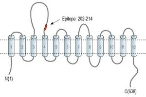 Representative domain view of the target of ABIN7043261. (GLYT1 Antikörper  (2nd Extracellular Loop))