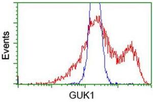 HEK293T cells transfected with either RC202510 overexpress plasmid (Red) or empty vector control plasmid (Blue) were immunostained by anti-GUK1 antibody (ABIN2454405), and then analyzed by flow cytometry. (GUK1 Antikörper)