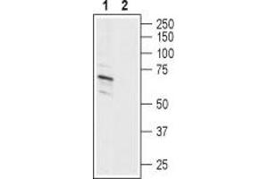 Western Blotting (WB) image for anti-Amiloride-Sensitive Cation Channel 2, Neuronal (ACCN2) (AA 469-488), (Intracellular) antibody (ABIN7042914)