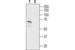 Western blot analysis of human SH-SY5Y neuroblastoma cell line lysate: - 1. (ASIC1 Antikörper  (C-Term, Intracellular))