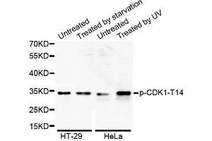 Western Blotting (WB) image for anti-Cyclin-Dependent Kinase 1 (CDK1) (pThr14) antibody (ABIN1870047) (CDK1 Antikörper  (pThr14))