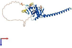 RASSF4 Protein (AA 1-322) (His tag)