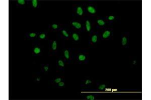 Immunofluorescence of purified MaxPab antibody to SFRS17A on HeLa cell. (SFRS17A Antikörper  (AA 1-446))