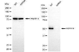 Western blotting analysis using HSPA14 antibody (ABIN7798850).
