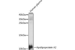 Western blot analysis of extracts of human plasma, using Apolipoprotein  antibody (ABIN7265634) at 1:1000 dilution. (APOA2 Antikörper  (AA 1-100))