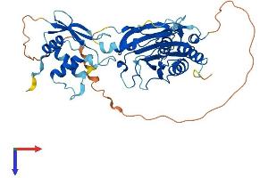 IRF3 Protein (AA 1-427) (His tag)