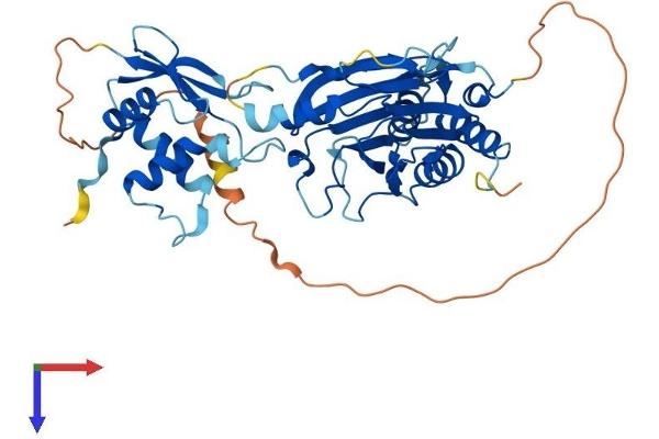 IRF3 Protein (AA 1-427) (His tag)