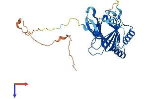 ALKBH3 Protein (AA 1-286) (His tag)