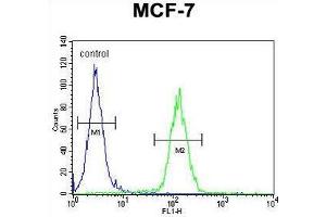 USF1 Antibody (Center) flow cytometric analysis of MCF-7 cells (right histogram) compared to a negative control cell (left histogram). (USF1 Antikörper  (Middle Region))