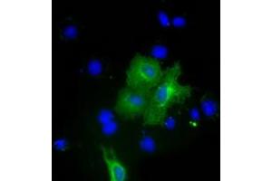 Immunofluorescence (IF) image for anti-Pyruvate Kinase, Liver and RBC (PKLR) antibody (ABIN1500246) (PKLR Antikörper)