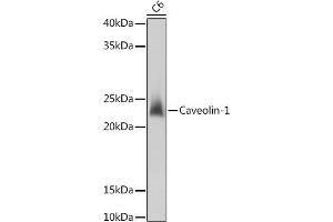 Western blot analysis of extracts of C6 cells, using Caveolin-1 antibody (ABIN6131271, ABIN6137992, ABIN6137993 and ABIN6218615) at 1:1000 dilution.