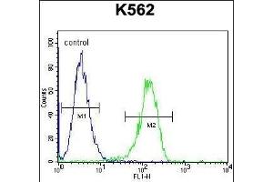 TTBK2 Antibody (N-term) (ABIN656096 and ABIN2845439) flow cytometric analysis of K562 cells (right histogram) compared to a negative control cell (left histogram). (TTBK2 Antikörper  (N-Term))