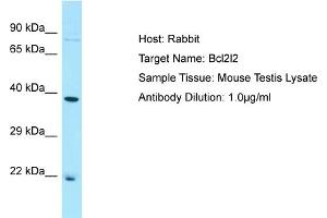 WB Suggested Anti-Bcl2l2 Antibody   Titration: 1.