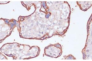 Immunohistochemistry of paraffin-embedded Human placenta using NT5E / CD73 Polyclonal Antibody at dilution of 1:200 (40x lens). (CD73 Antikörper)