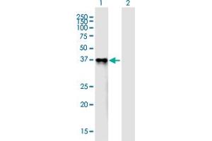 Western Blot analysis of PROL1 expression in transfected 293T cell line ( H00058503-T01 ) by PROL1 MaxPab polyclonal antibody. (PROL1 Antikörper  (AA 1-248))