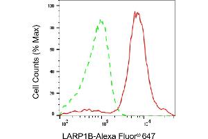 Flow cytometric analysis of LARP1B expression in HAP-1 cells using LARP1B antibody (ABIN7799223), 1:2,000). (LARP1B Antikörper)