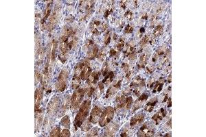 Immunohistochemical staining of human stomach with DRGX polyclonal antibody ( Cat # PAB28276 ) shows strong cytoplasmic positivity in glandular cells. (DRGX Antikörper)