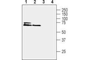 KCNK2 Antikörper  (Intracellular, N-Term)