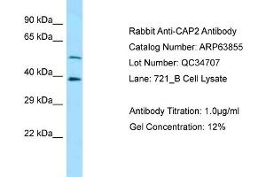 Western Blotting (WB) image for anti-Adenylyl Cyclase Associated Protein 2 (CAP2) (C-Term) antibody (ABIN2789645)
