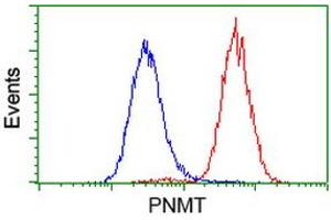 Image no. 3 for anti-Phenylethanolamine N-Methyltransferase (PNMT) antibody (ABIN1500308) (PNMT Antikörper)