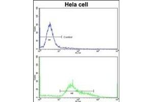 Flow Cytometry (FACS) image for anti-Serine/threonine Kinase Receptor Associated Protein (STRAP) (AA 242-269), (C-Term) antibody (ABIN389479)