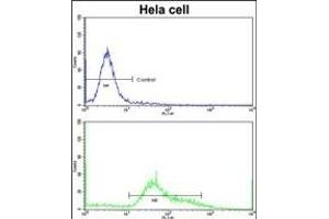 Flow cytometric analysis of hela cells using STR Antibody (C-term)(bottom histogram) compared to a negative control cell (top histogram)FITC-conjugated goat-anti-rabbit secondary antibodies were used for the analysis. (STRAP Antikörper  (C-Term))