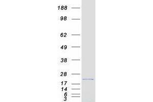 Validation with Western Blot