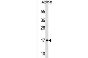 NDUFA12 Antibody (C-term) (ABIN1536636 and ABIN2850177) western blot analysis in  cell line lysates (35 μg/lane). (NDUFA12 Antikörper  (C-Term))