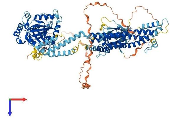 DNM2 Protein (AA 1-870) (His tag)
