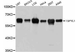 Western blot analysis of extracts of various cell lines, using TSPYL1 antibody. (TSPYL1 Antikörper)