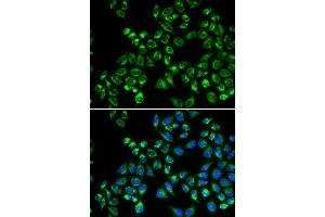 Immunofluorescence (IF) image for anti-Complement Component 1, Q Subcomponent Binding Protein (C1QBP) antibody (ABIN1871379) (C1QBP Antikörper)