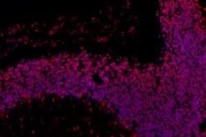 Immunofluorescent analysis of paraformaldehyde-fixed rat cerebellum using,RPAP2 (ABIN7075481) at dilution of 1: 1000 (RPAP2 Antikörper)