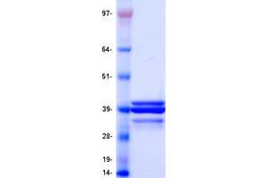 Validation with Western Blot (APOE Protein (Myc-DYKDDDDK Tag))