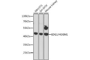 Western blot analysis of extracts of various cell lines, using EDG1/HEXIM1 antibody (ABIN6130353, ABIN6147349, ABIN6147350 and ABIN6216752) at 1:3000 dilution. (S1PR1 Antikörper  (AA 303-382))