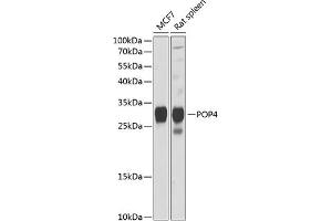 Western blot analysis of extracts of various cell lines, using POP4 Antibody (ABIN6128481, ABIN6145963, ABIN6145965 and ABIN6216240) at 1:1000 dilution. (RPP29 Antikörper  (AA 1-220))