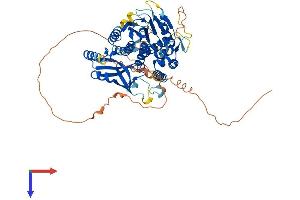 LGSN Protein (AA 1-563) (His tag)