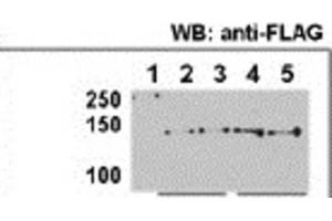 Immunoprecipitation (IP) image for anti-Histone Deacetylase 9 (HDAC9) antibody (ABIN2996012) (HDAC9 Antikörper)