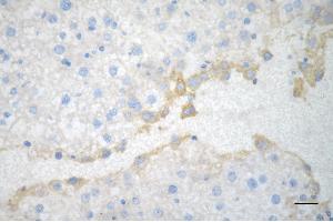 Immunohistochemistry was performed on paraffin-embedded mouse liver using acyl-CoA dehydrogenase short chain antibody (ABIN7797493), 1:200). (Rekombinanter Acyl Co-A Dehydrogenase (AIDB) (chain short) Antikörper)