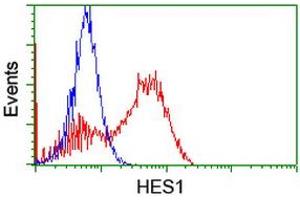 HEK293T cells transfected with either RC211709 overexpress plasmid (Red) or empty vector control plasmid (Blue) were immunostained by anti-HES1 antibody (ABIN2455320), and then analyzed by flow cytometry. (HES1 Antikörper)